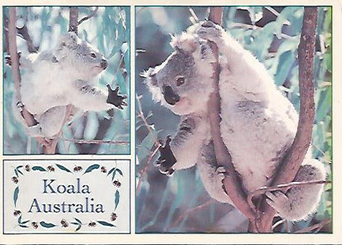 POSTAL A0096: Koala