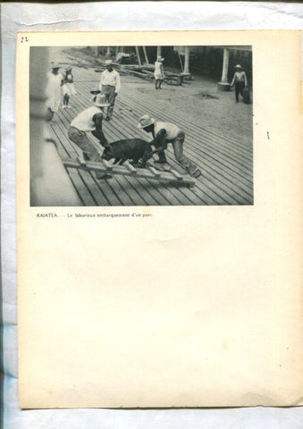 Tahiti: lamina 22: Papeete: Goelettes qui relient les iles a Tahiti y Rajatea: le laborieux embarquement dun porc