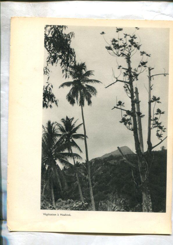 Tahiti: lamina 33: Vegetations a Huahine y en attendat la goelette a Huahine