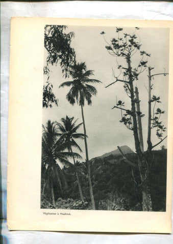 Tahiti: lamina 33: Vegetations a Huahine y en attendat la goelette a Huahine