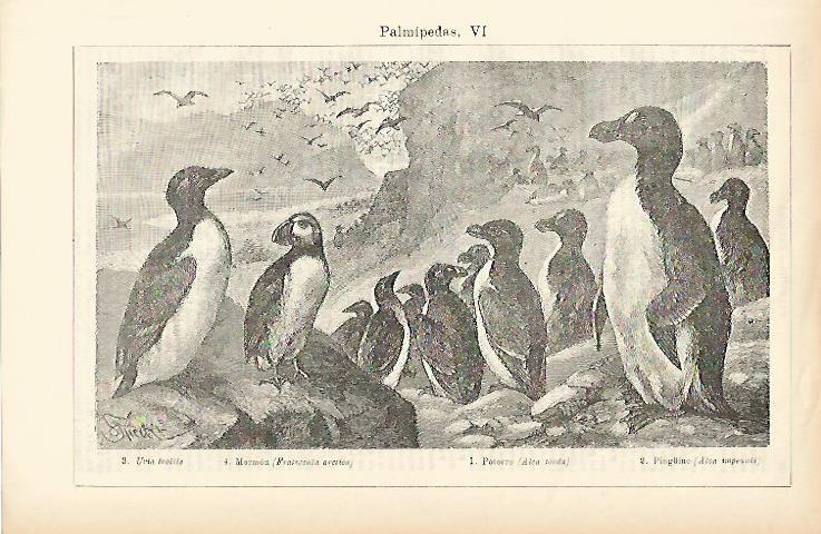 LAMINA ESPASA 1480: Aves palmipedas