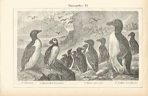LAMINA ESPASA 1480: Aves palmipedas