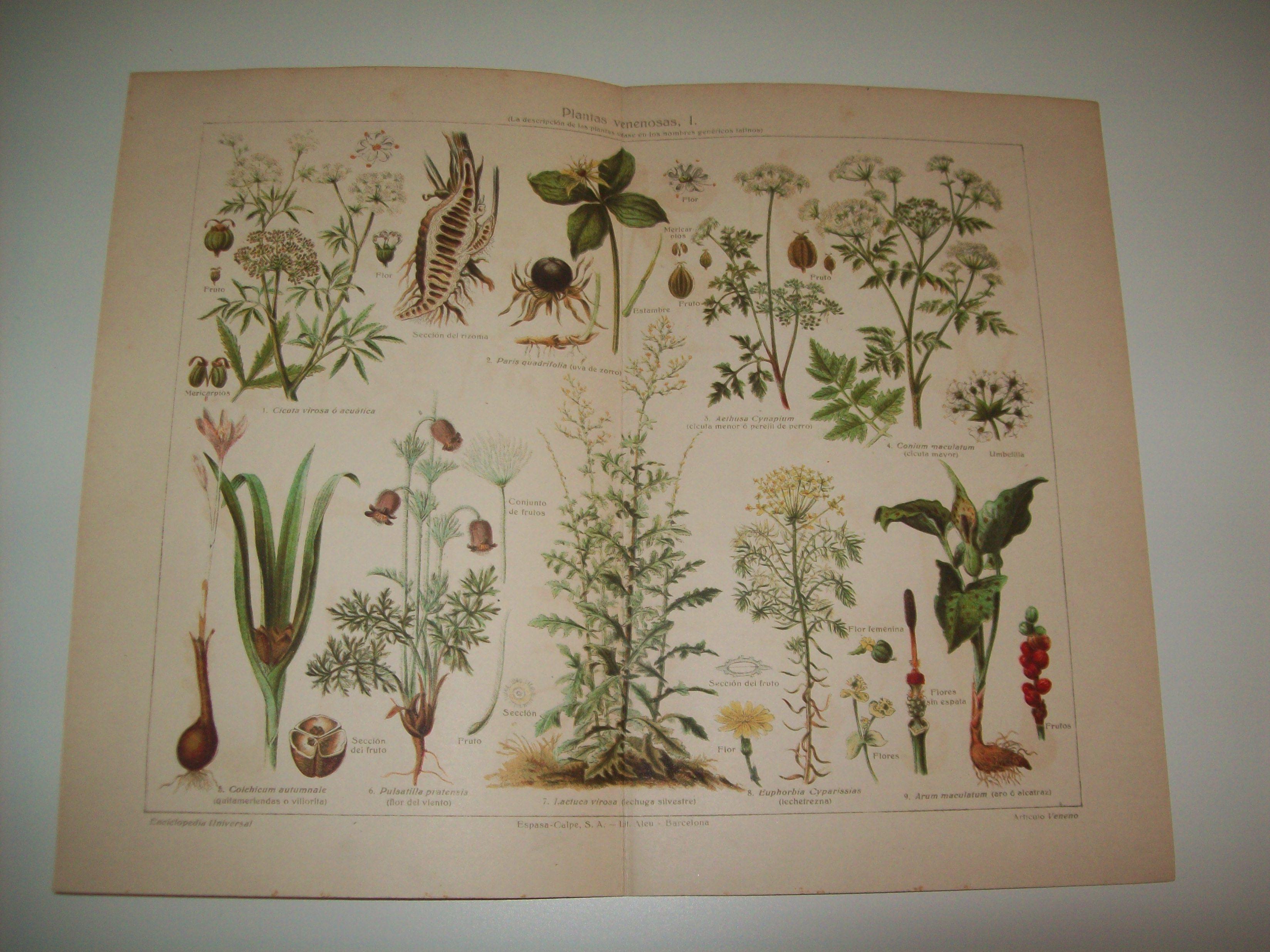 LAMINA ESPASA 6014: Plantas venenosas