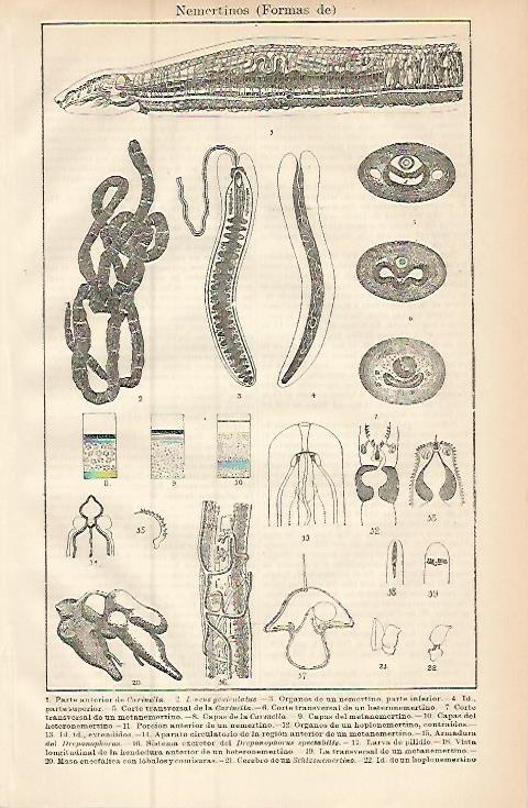 LAMINA ESPASA 9388: Formas de nemertinos