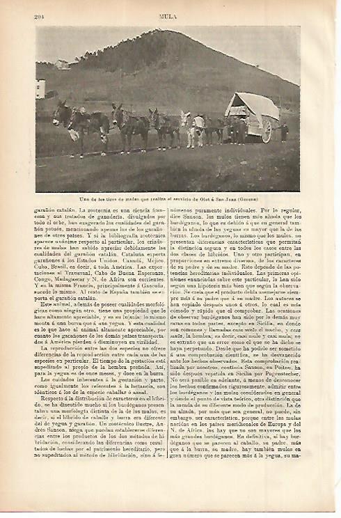 LAMINA ESPASA 11473: Tiro de mulas que realiza el trayecto Olot- Sant Joan en Girona