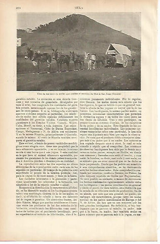 LAMINA ESPASA 11473: Tiro de mulas que realiza el trayecto Olot- Sant Joan en Girona