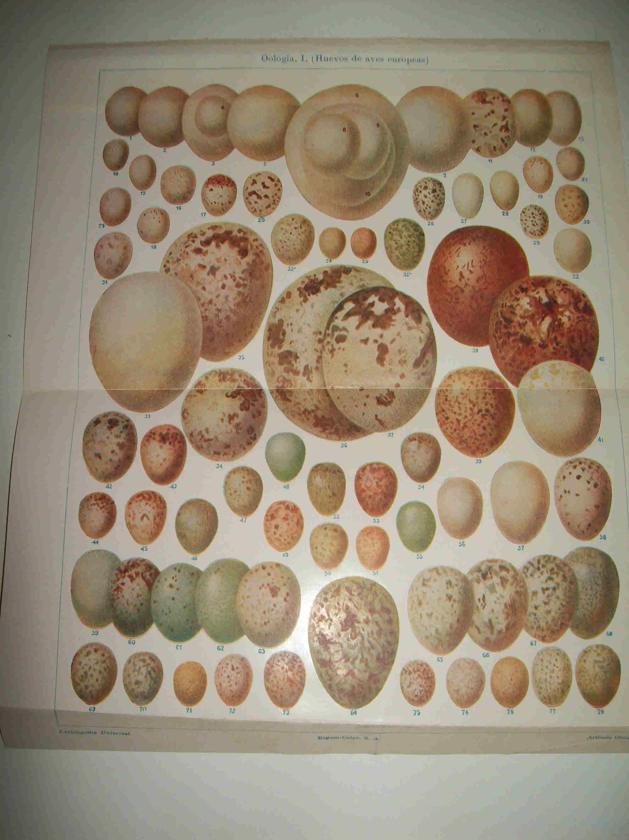 LAMINA ESPASA 21415: Huevos de aves europeas