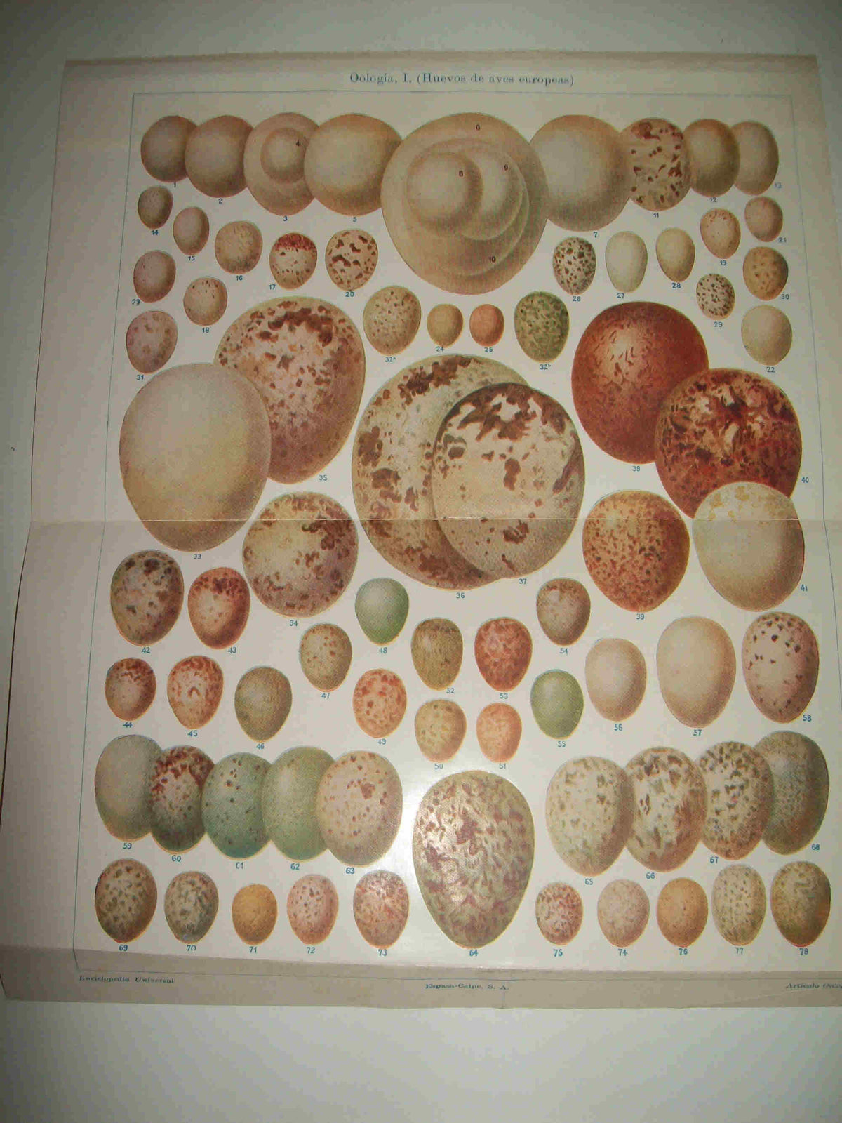 LAMINA ESPASA 21415: Huevos de aves europeas