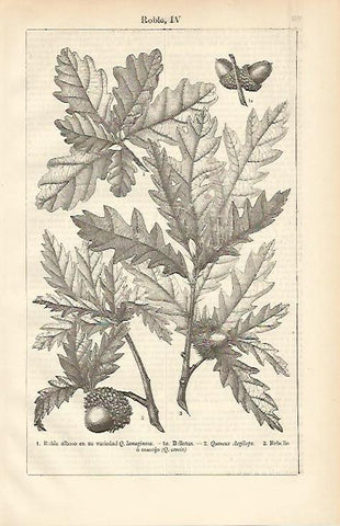 LAMINA ESPASA 6610: Roble albero o Q. lanuginosa