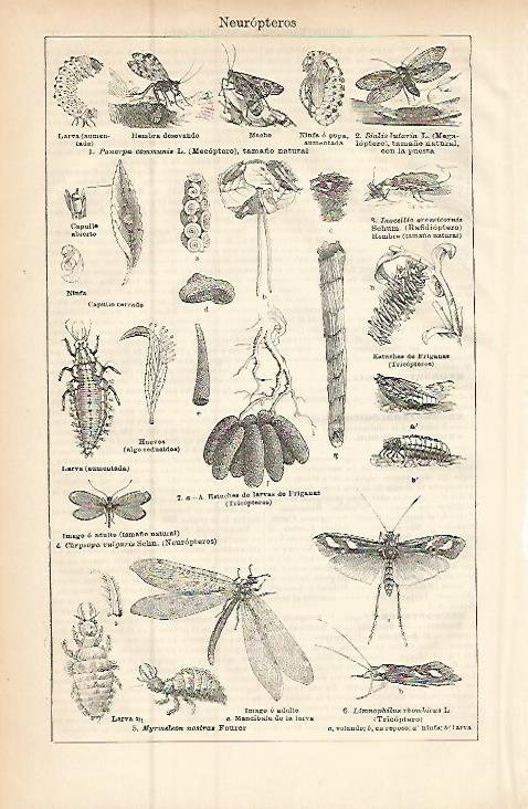 LAMINA ESPASA 9416: Neuropteros