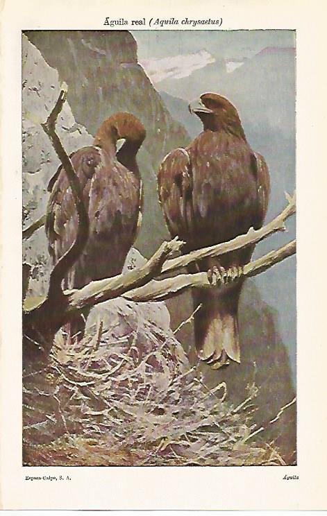 LAMINA ESPASA 12672: Aguila real o Aquila chrysaetus