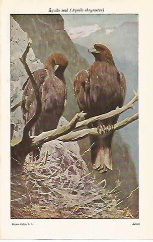 LAMINA ESPASA 12672: Aguila real o Aquila chrysaetus