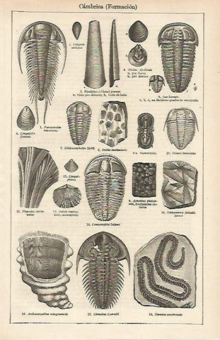 LAMINA ESPASA 14771: Formacion cambrica