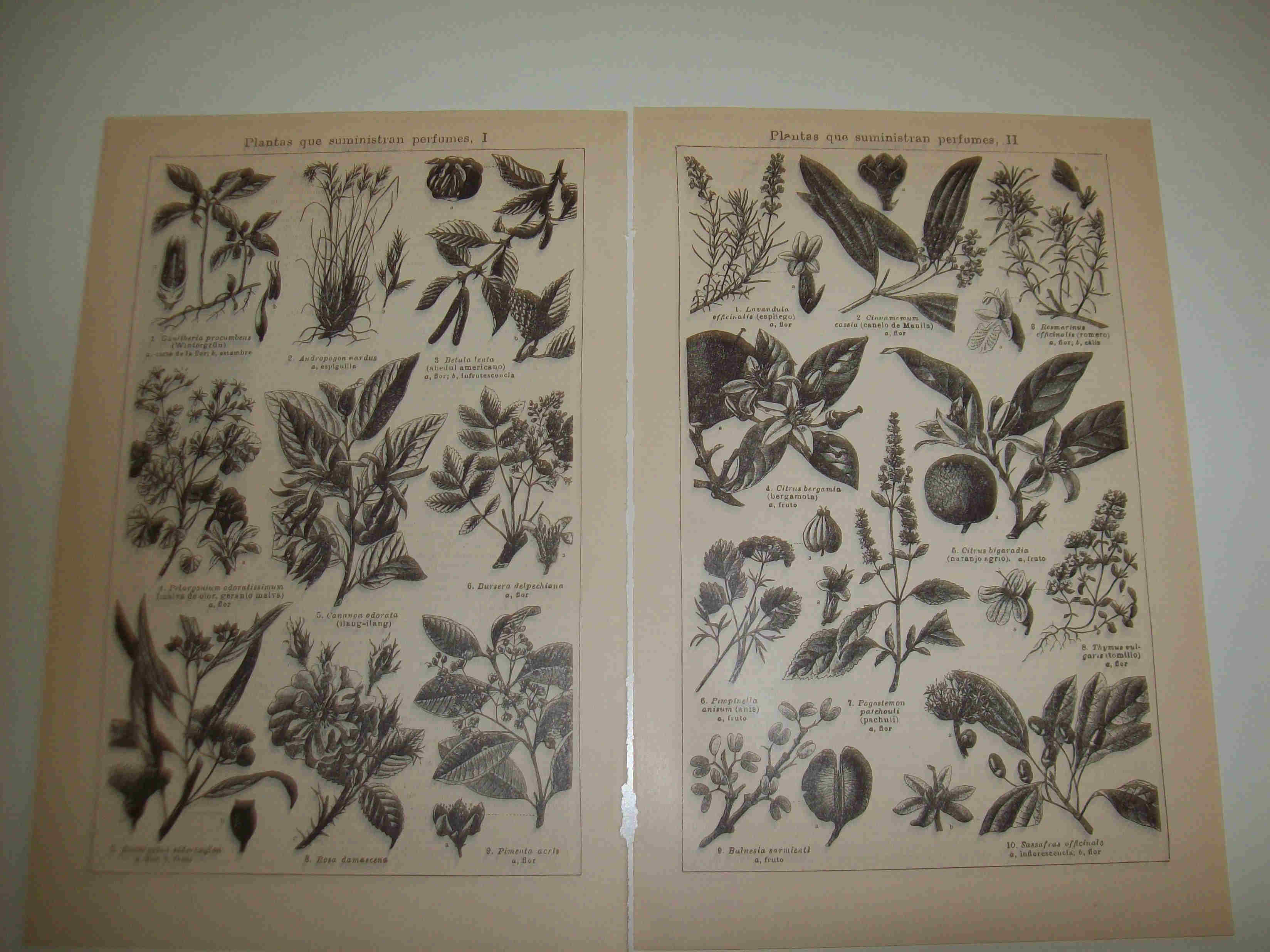 LAMINA ESPASA 18001: Plantas que suministran perfumes