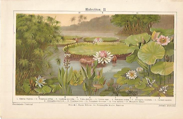 LAMINA ESPASA 553: Hidrofitas II