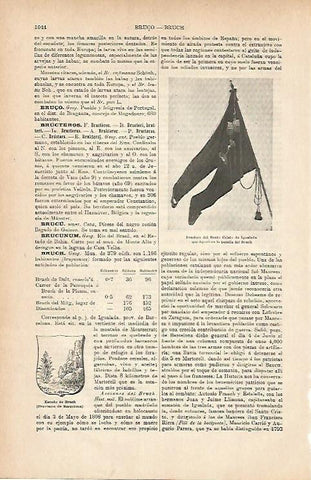 LAMINA ESPASA 11793: Bandeera del Santo Cristo de Igualada Barcelona