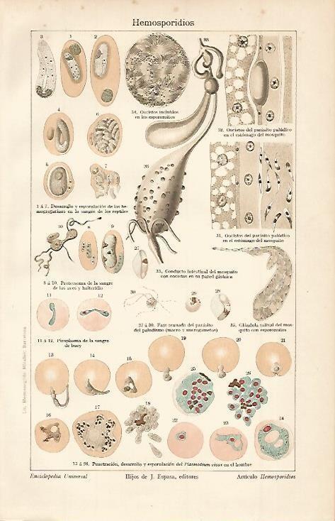 LAMINA ESPASA 664: Hemosporidios
