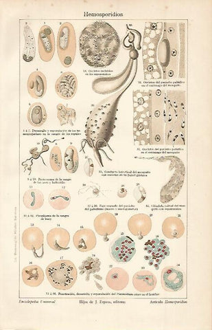 LAMINA ESPASA 664: Hemosporidios