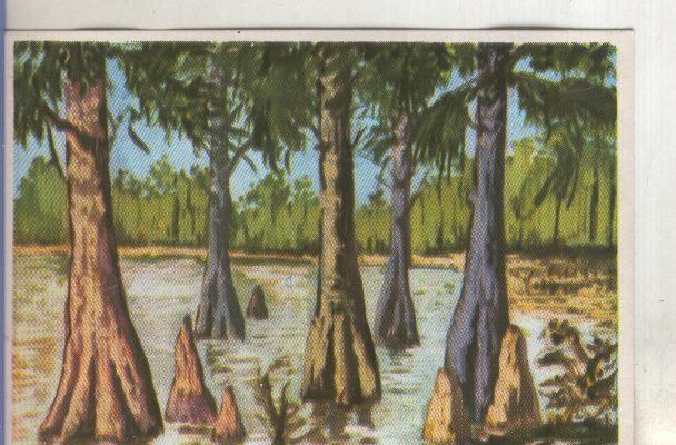 Cromos: Historia Natural numero 385
