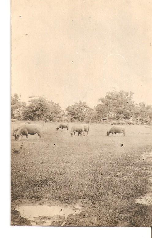 Postal 036212 : Vacas pastando