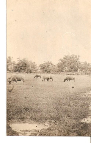 Postal 036212 : Vacas pastando