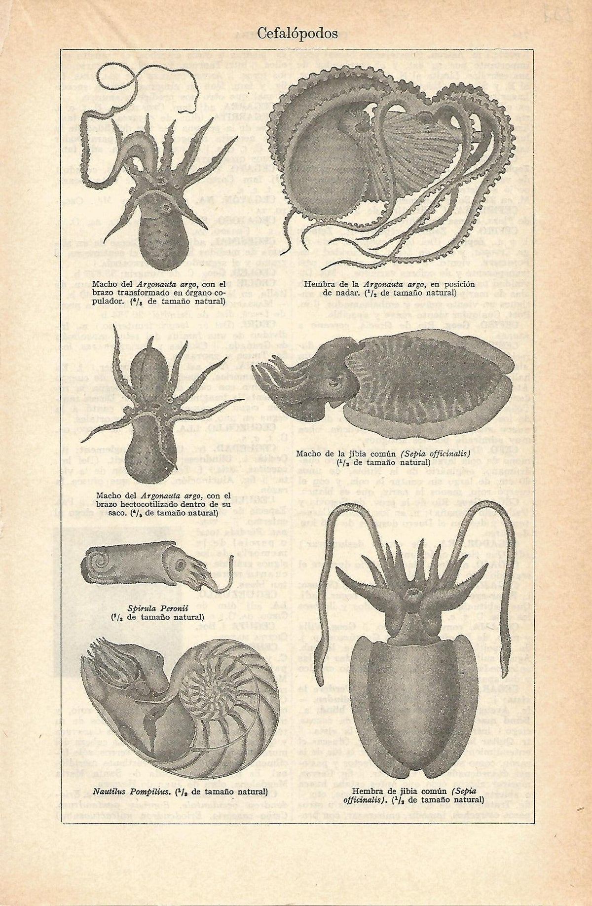 Lamina 099. Cefalopodos