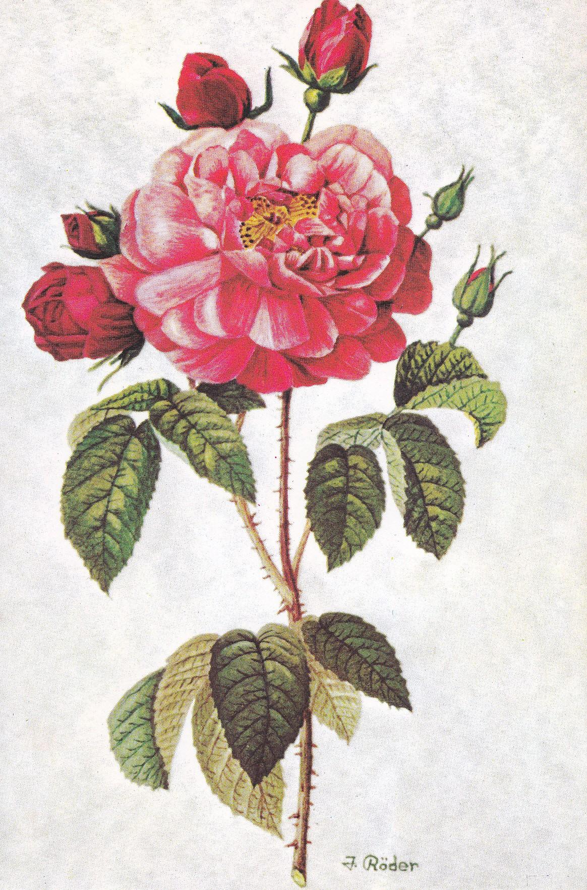 Postal 60936: Rosa. Pintado con la boca. J.Roder