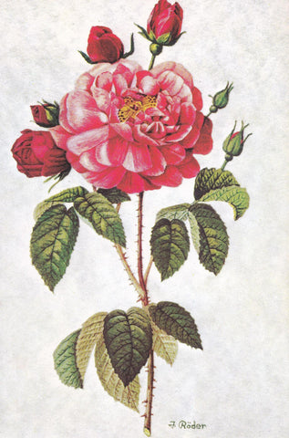 Postal 60936: Rosa. Pintado con la boca. J.Roder