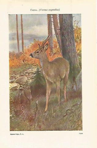 LAMINA ESPASA 15089: Corzo o Cervus Caprelus