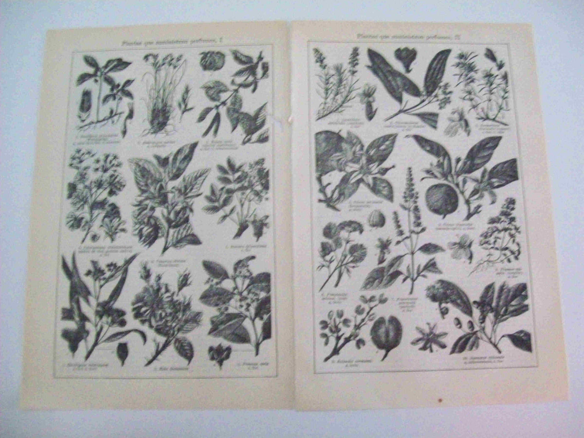 LAMINA ESPASA 15745: Plantas que suministran perfumes