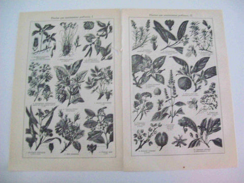 LAMINA ESPASA 15745: Plantas que suministran perfumes