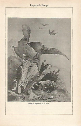 LAMINA ESPASA 15966: Rapaces de Europa