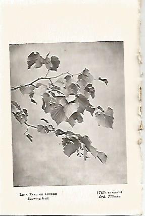 LAMINA 8694: Tilia Europea