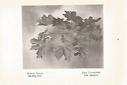 LAMINA 8696: Acer Platanoides
