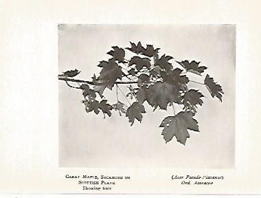 LAMINA 8697: Acer Pseudo Platanus