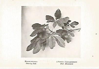 LAMINA 8698: Aesculus Hippocastanum