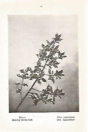 LAMINA 8699: Ilex Aquifolium
