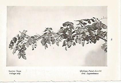 LAMINA 8700: Robinia Pseud Acacia
