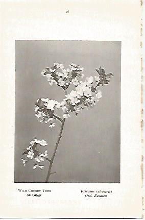 LAMINA 8701: Cerasus Sylvestris