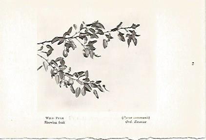 LAMINA 8702: Pyrus Communis