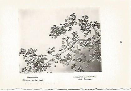 LAMINA 8703: Cratagus Oxyacantha