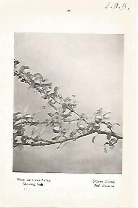 LAMINA 8704: Pyrus Malus