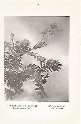LAMINA 8705: Pyrus aucaparia