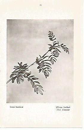 LAMINA 8706: Pyrus sorbus