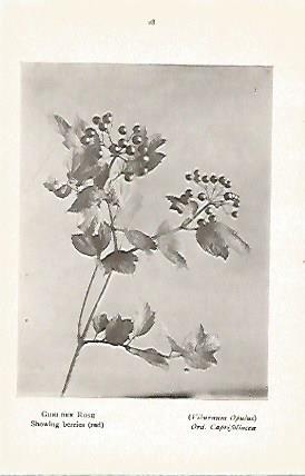 LAMINA 8707: Viburnum opulus