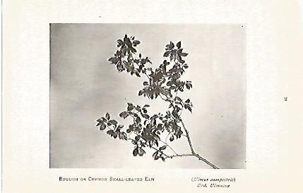 LAMINA 8709: Ulmus campestris
