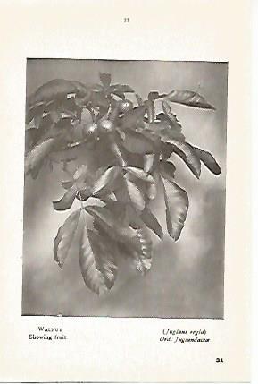 LAMINA 8710: Juglans regia
