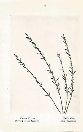 LAMINA 8711: Salix alba