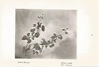 LAMINA 8712: Populus alba