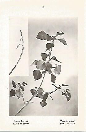 LAMINA 8713: Populus nigra